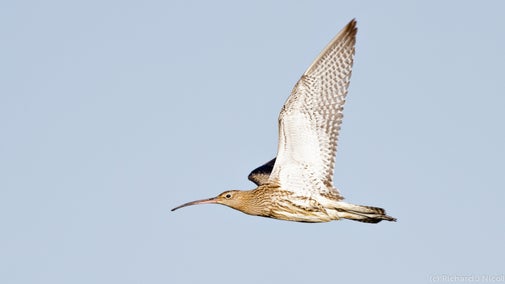 Curlew in flight at Wicken Fen